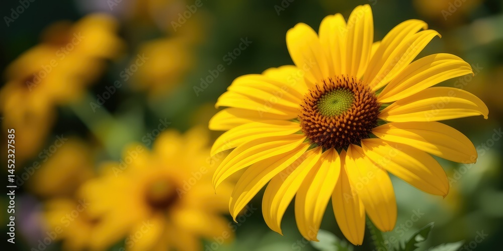 Radiant Echinacea in Full Blossom, Nature's Beauty Radiant Echinacea in Full Blossom, Nature's Beauty