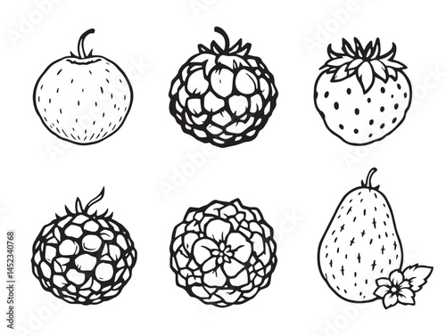 Detailed huckleberry fruit line art for botanical themed artwork