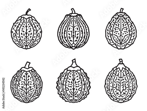 detailed jackfruit line art sketch for tropical fruit graphics