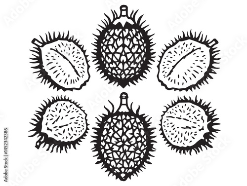 Detailed Rambutan Line Art for Graphic Design Creations