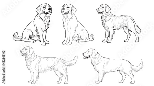 Black and white outline of a popular dog breed, showing distinct features and playful character, perfect for pet lovers and animal illustrations in a simple, clean vector style.