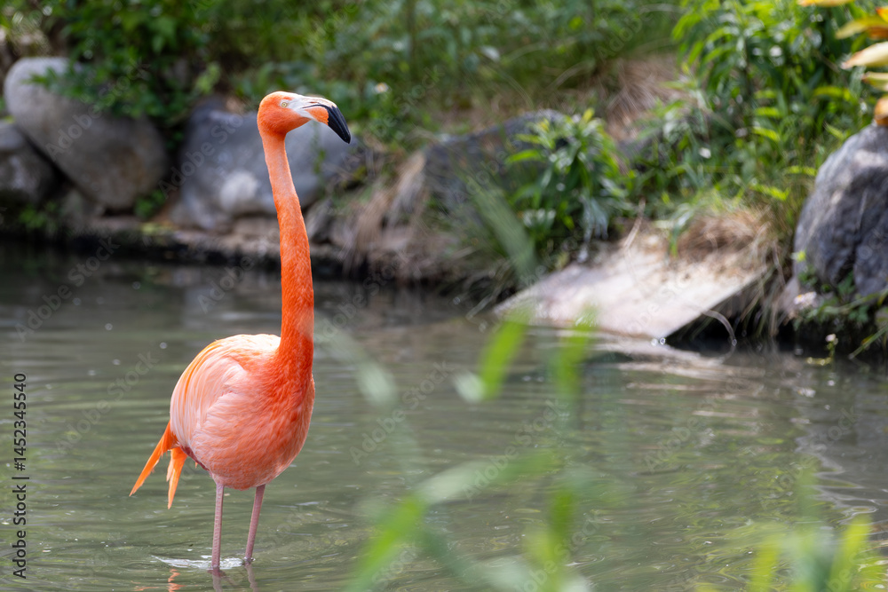 Fototapeta premium フラミンゴ