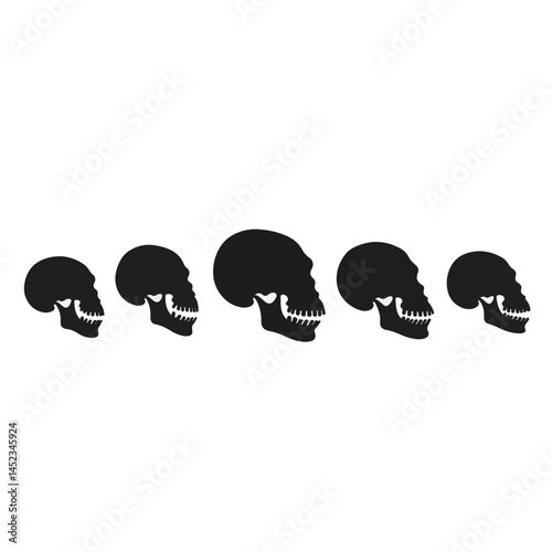 Hominid skull silhouettes showcasing evolution, scientific representation