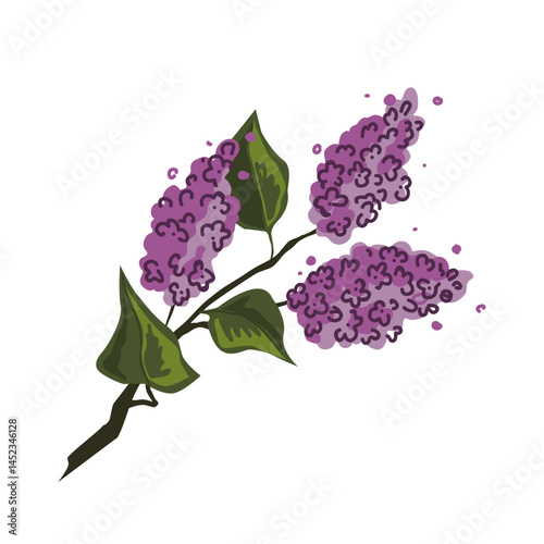 Brunch of lilac in blossom. Blooming purple lilacs twig. Vector isolated illustration