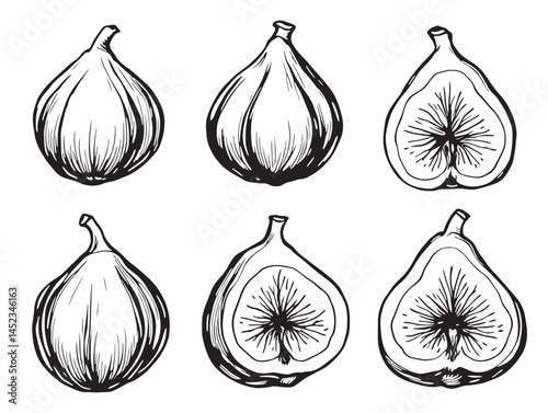 Elegant fig line artwork perfect for organic product packaging