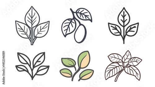 Buck-bean outline icon on white background, a minimalist vector illustration of the buck-bean plant with clear outlines and detailed leaves.