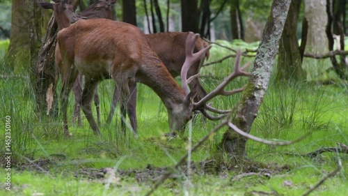 view of a deer eating grass in the forest
