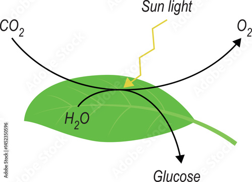 Photosynthesis equation - photosynthesis formula. Biology Education Chart. diagram. vector illustration.