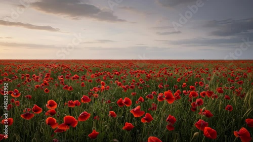 Vast Red Poppy Field Under Cloudy Sky in Open Landscape at Sunset