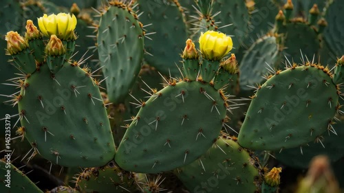 Prickly Pear Cactus with Vibrant Yellow Flowers and Spines in Natural Daylight