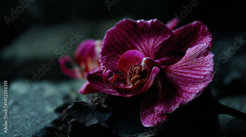 A magenta orchid with intricate details, displayed against a morose stone backdrop for a dramatic essence