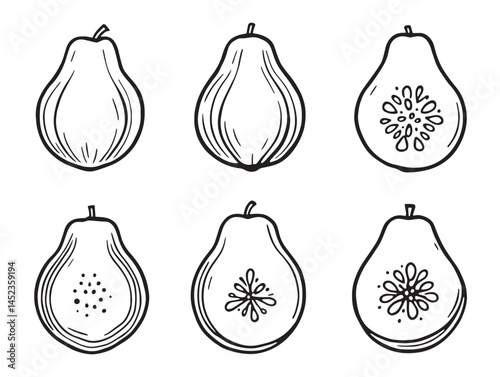 guava fruit botanical line drawing illustration for stock vector art