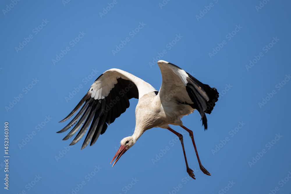 Fototapeta premium Storch im Flug