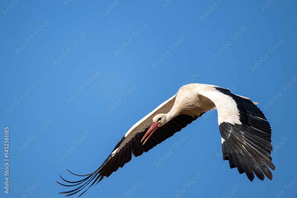Obraz premium Storch im Flug