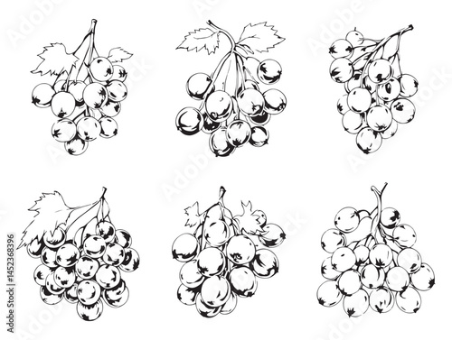 Intricate Currant Line Art for Botanical and Fruit Inspired Artwork
