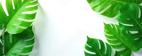 Lush green tropical leaves splayed on white Summer backdrop , botanical, copy space, decoration