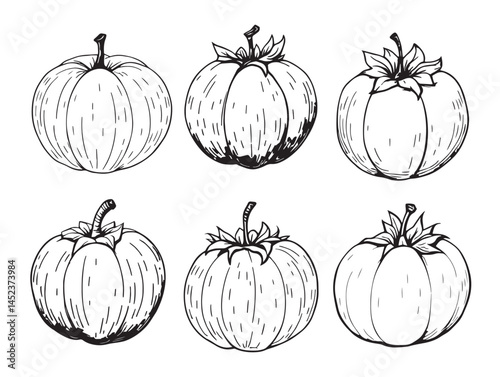 Minimalist Persimmon Line Art for Professional Use