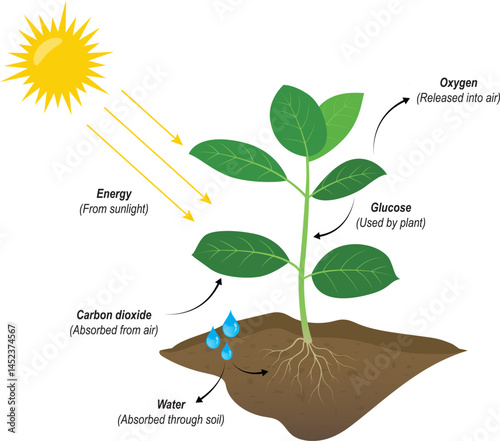 Vector drawing of structure and numerous processes in trees. Photosynthesis process in plants, Biology Education Chart. Diagram. vector illustration.

