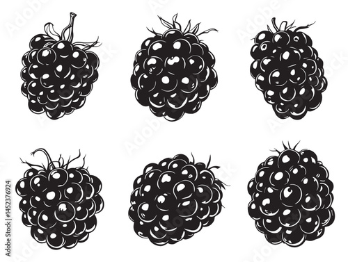 Simple blackberry line art illustration for botanical designs
