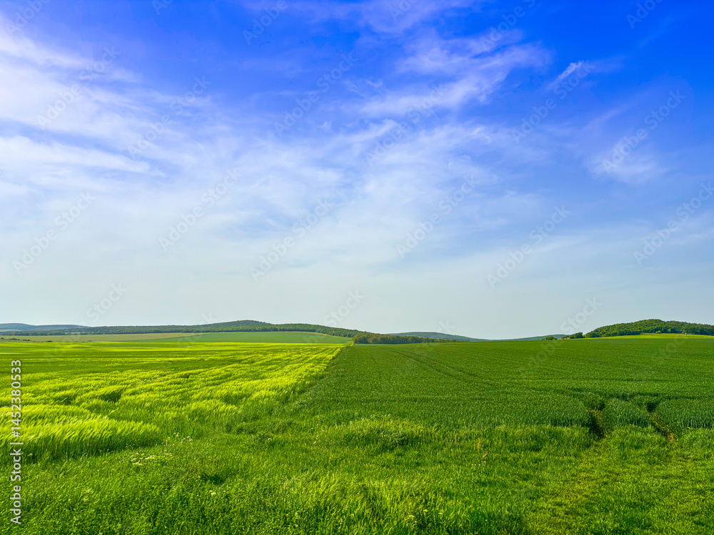 green field and blue sky green field and blue sky