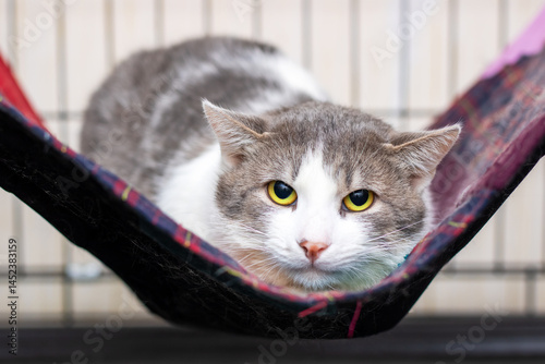 An Adorable Cat Enjoys Happily Relaxing in a Cozy Hammock, looking irresistibly cute and lovable