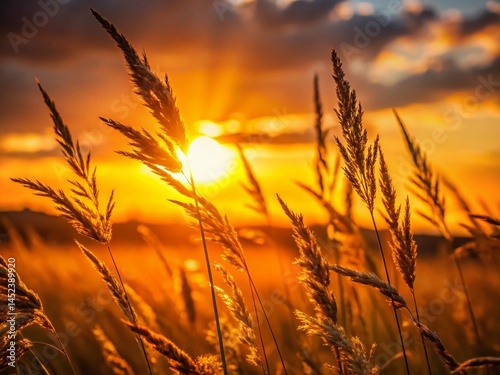 Sunset Grass Silhouette: Golden Hour Meadow Landscape Photography