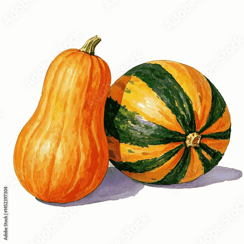 Squash Serenity butternut squash isolated watercolor vector illustration svg