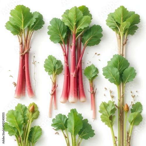 Rhubarb Shoots Tart, Vibrant Stalks Perfect for Sweet and Savory Creations
