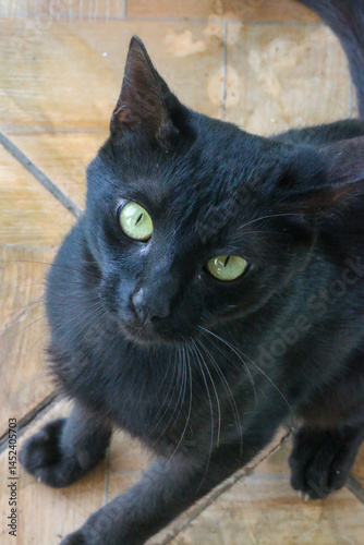 gatinho, animais, animal de estimação, gatinho, bonito, felina, doméstico, pele, olho, retrato, animal de estimação, mamífero, gatinho, animais, gatinho, natureza, noir, olho, olhando, looks, verde, b