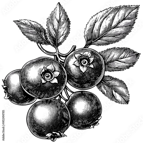 Black sketch, blueberry, vintage woodcut, old style illustration, retro botanical vector, detailed berry drawing, rustic line art, antique fruit artwork, classic engraved fruit image