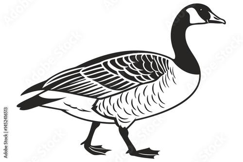 Canada goose illustration vector drawing of a black and white waterfowl bird for nature designs and art 100 isolated on transparent background
