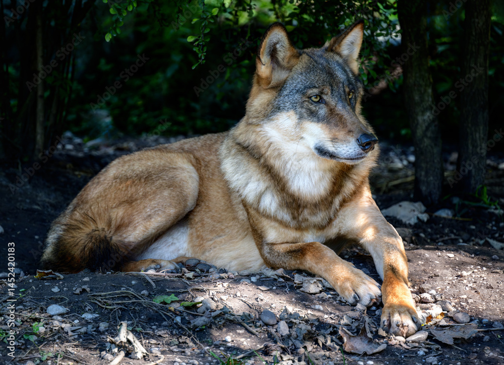 Wolf lying down in the woodland