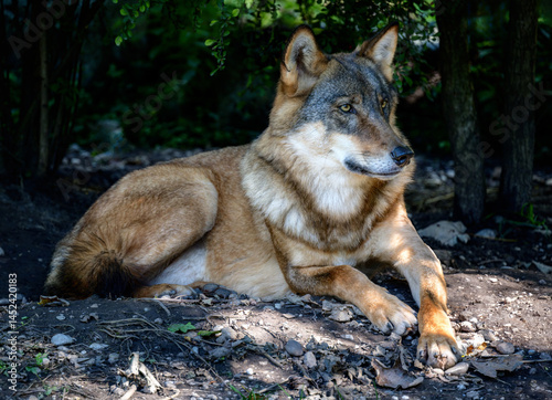 Obraz na płótnie Wolf lying down in the woodland w salonie