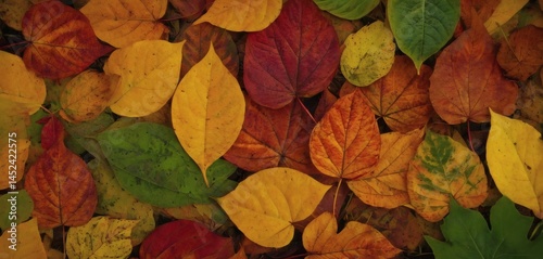 A vibrant background filled with richly colored autumn leaves.
