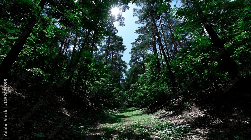Fototapeta premium Sunlit Forest Path Lush Green Canopy with Tranquil Escape.