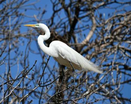 great egret; white egret 