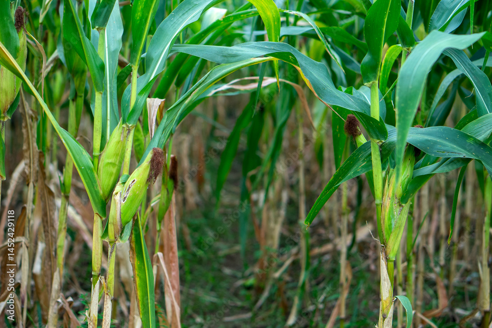 Wide view of a green cornfield showing rows of healthy maize plants with developing cobs. Ideal for themes about agriculture, organic farming, rural economy, or sustainable food production. Wide view of a green cornfield showing rows of healthy maize plants with developing cobs. Ideal for themes about agriculture, organic farming, rural economy, or sustainable food production.