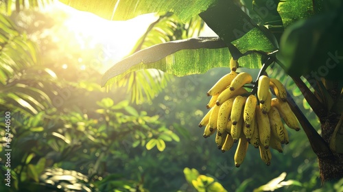 A bunch of bananas hanging from a tropical tree in a sunlit jungle photo