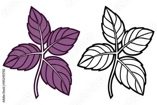Illustrated basil leaf shows purple color variation with outline version for coloring book cover on white background