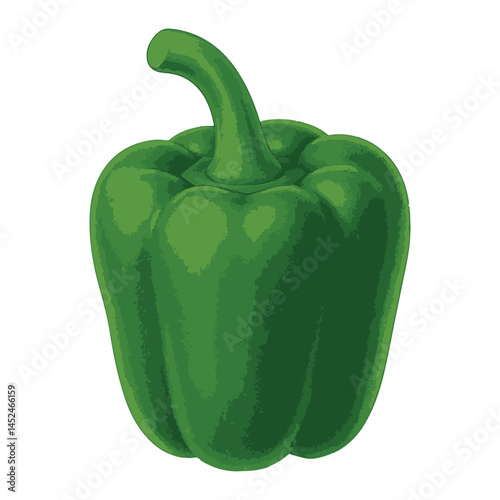 Green bell pepper vector illustration isolated on white background - fresh sweet vegetable for organic food design, vegan cooking projects, grocery labels, healthy eating concepts etc.
