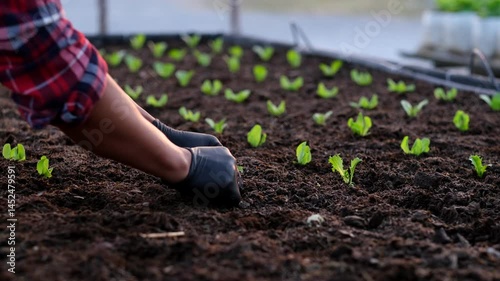 Farmer's hands plant vegetables in the organic vegetable garden in the evening, the sun is setting.