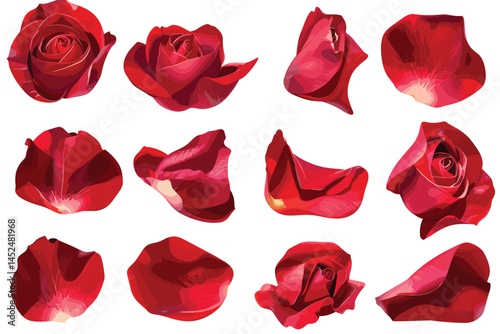 collection of various roses on white background. each one is shot separately