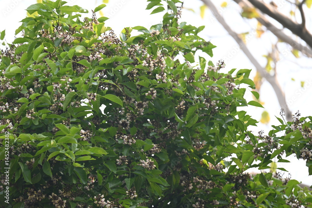 Fototapeta premium Millettia pinnata flowers. It is a species of tree in the pea family Fabaceae. Its other names Pongamia pinnata, Indian beech and Pongame oiltree. It is used in many Ayurvedic medicine.