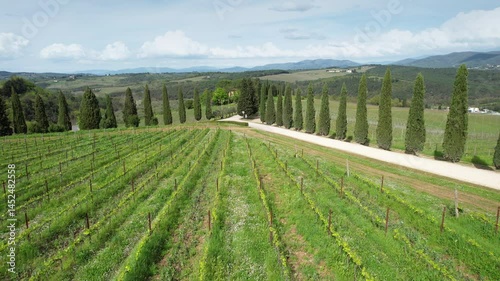 Aerial view of young vineyards with cypresses near Mercatale Val di Pesa. Tuscany, Italy
