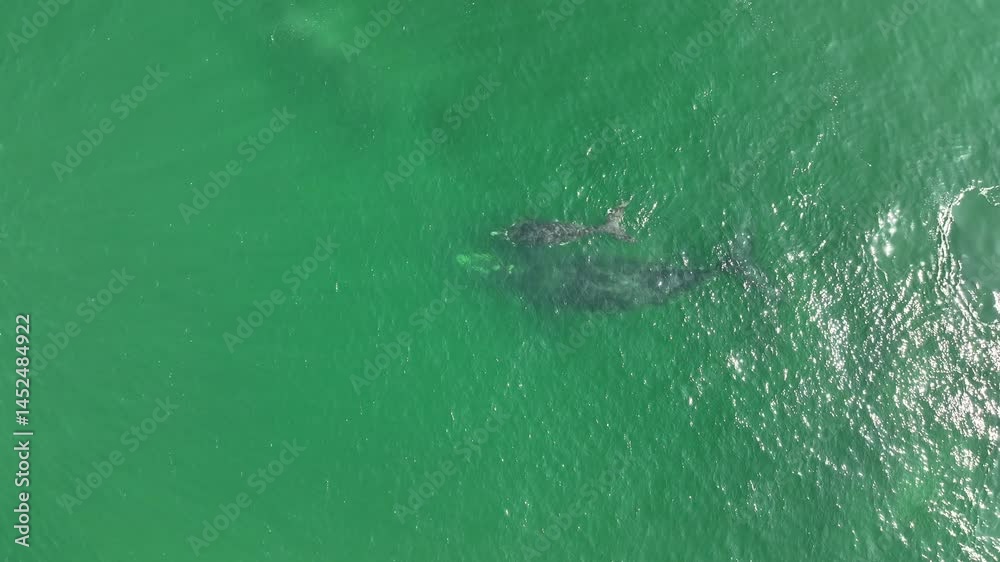 Baleia Franca, a Brazilian whale with her call in Florianopolis, Brazil. Right whales swimming near the coast of Florianopolis with their calves. Vertical video. Baleia Franca, a Brazilian whale with her call in Florianopolis, Brazil. Right whales swimming near the coast of Florianopolis with their calves. Vertical video.