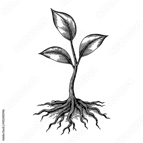Young Tree Sapling with Detailed Roots in Black and White Outline Line Art Drawing