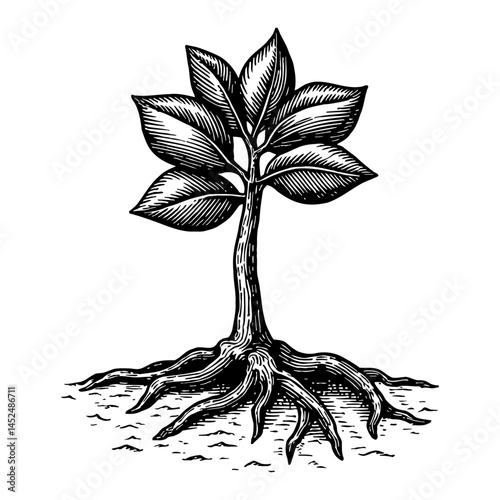 Young Tree Sapling with Visible Detailed Roots Black and White Outline Line Art Drawing