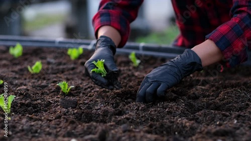 Hand of woman farmer growing vegetable in organic vegetable garden.