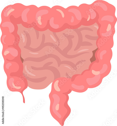 Realistic vector illustration of a healthy large intestine including the appendix, cecum, ascending colon, transverse colon, descending colon, sigmoid colon and rectum, isolated on white background
