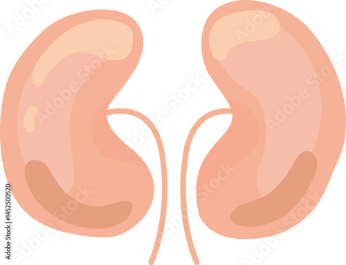 Realistic anatomical illustration of healthy human kidneys, emphasizing their vital role in filtering blood, removing waste, and regulating fluid balance for overall well being